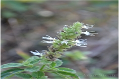 Pogostemon purpurascens